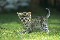 Domestic Cat (Felis catus) kitten calling, Germany