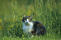 Domestic Cat (Felis catus) sitting amid grasses, Germany