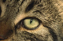Domestic Cat (Felis catus) close-up of eye, Germany