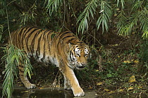 Siberian Tiger (Panthera tigris altaica), endangered species native to Asia