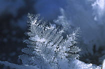 Close-up of a snowflake showing delicate crystals, Germany