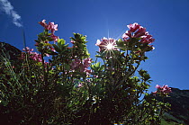 Rhododendron (Rhododendron hirustum) with sun shining through leaves, Germany