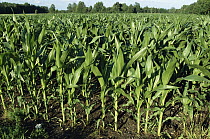 Maize (Zea mays) field, comprised of cultivated young plants, Germany