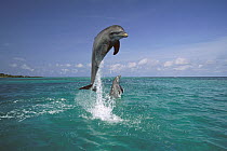 Bottlenose Dolphin (Tursiops truncatus) leaping from water, Caribbean