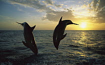 Bottlenose Dolphin (Tursiops truncatus) pair leaping from water at sunset, Caribbean