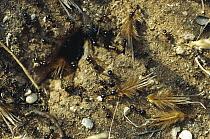 Harvester Ant (Messor sp) colony at nest with some carrying seeds, Greece
