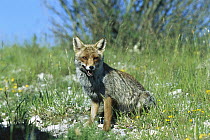 Red Fox (Vulpes vulpes) sitting in grass, Monti Sibillini National Park, Apennine, Italy