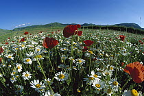 Chamomile (Anthemis arvensis) and Corn Poppy in flowering meadow, Italy