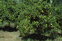 Sour Orange (Citrus aurantium) grove, Greece