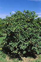 Sour Orange (Citrus aurantium) in grove, Greece