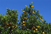 Sour Orange (Citrus aurantium) with ripe fruit, Greece