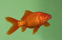 Goldfish (Carassius auratus) in aquarium