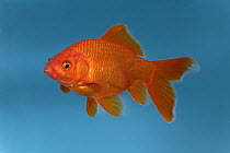 Goldfish (Carassius auratus) in aquarium