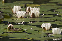 Edible Frog (Rana esculenta) on Water Lilies, Bavaria, Germany
