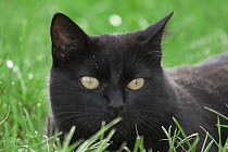 Domestic Cat (Felis catus) adult resting, Europe