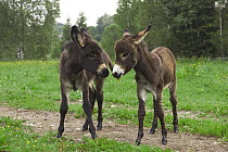 Donkey (Equus asinus) two foals communicating, Bavaria, Germany