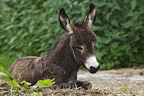 Donkey (Equus asinus) foal resting, Bavaria, Germany