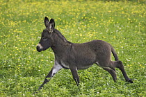 Donkey (Equus asinus) foal running through field, Bavaria, Germany
