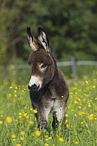 Donkey (Equus asinus) foal, Bavaria, Germany