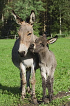 Donkey (Equus asinus) adult with foal, Bavaria, Germany