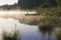 Pond in early morning mist, Upper Bavaria, Germany