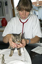Domestic Cat (Felis catus) kitten with veterinarian, Germany