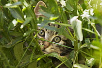 Domestic Cat (Felis catus) young male peering through grass, Germany
