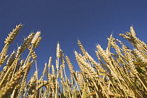 Wheat (Triticum sp) field, Upper Bavaria, Germany