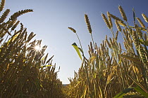 Wheat (Triticum sp), Upper Bavaria, Germany