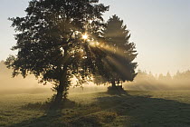 Sun shining through trees and morning mist, Upper Bavaria, Germany