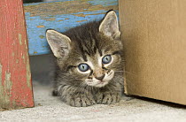 Domestic Cat (Felis catus) grey Tabby kitten, Germany
