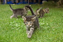 Domestic Cat (Felis catus) three grey Tabby kittens playing, Germany