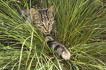 Domestic Cat (Felis catus) hunting in grass, Germany