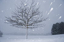 Lonely tree in snow, Bavaria, Germany