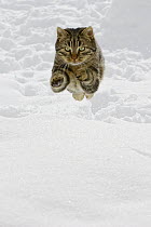 Domestic Cat (Felis catus) male jumping in snow, Germany