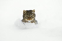 Domestic Cat (Felis catus) in deep snow, Germany