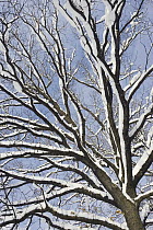 English Oak (Quercus robur) tree in snow, Bavaria, Germany