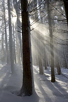 Snowy forest in morning sun, Bavaria, Germany