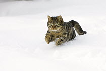 Domestic Cat (Felis catus) male running in snow, Germany