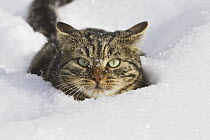 Domestic Cat (Felis catus) in deep snow, Germany