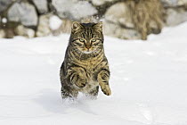Domestic Cat (Felis catus) male running in snow, Germany