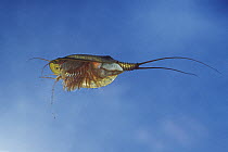 Tadpole Shrimp (Triops cancriformis) living fossil is oldest living animal species known, underwater