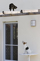 Domestic Cat (Felis catus) on roof of house escaping a domestic dog (Canis familiaris), Germany