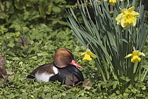 Red-crested Pochard (Netta rufina) male and Narcissus flowers, Germany