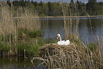 Mute Swan (Cygnus olor) adult incubating eggs on nest on lake, Upper Bavaria, Germany