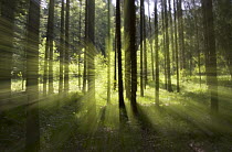 Forest light impression, Bavaria, Germany