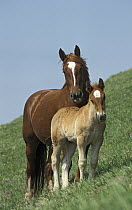 Domestic Horse (Equus caballus) mare with foal on grassy slope, Italy