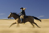 Cowgirl on Domestic Horse (Equus caballus) running through field, Oregon