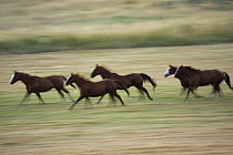 Domestic Horse (Equus caballus) herd of five galloping across field, Oregon