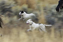 Dog (Canis familiaris) pair running with horses, Oregon